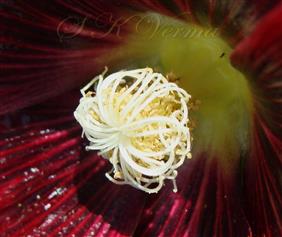 Pistil and Stamens